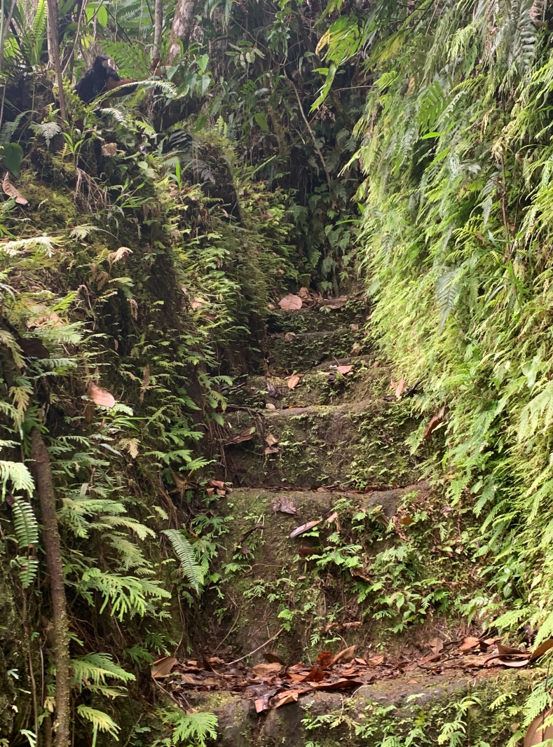 Jacko Steps, Jacko Flats Trail, Dominica. The stone steps were built by Chief Jacko, an 18th-century leader of escaped slaves, to access their Maroon settlement and protect it against colonial forces. Photo by Jonathan Rodriguez.